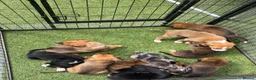 Mixed Breed dogs for sale: 9 amazing puppy’s 😍🩵💜 - Advert 12
