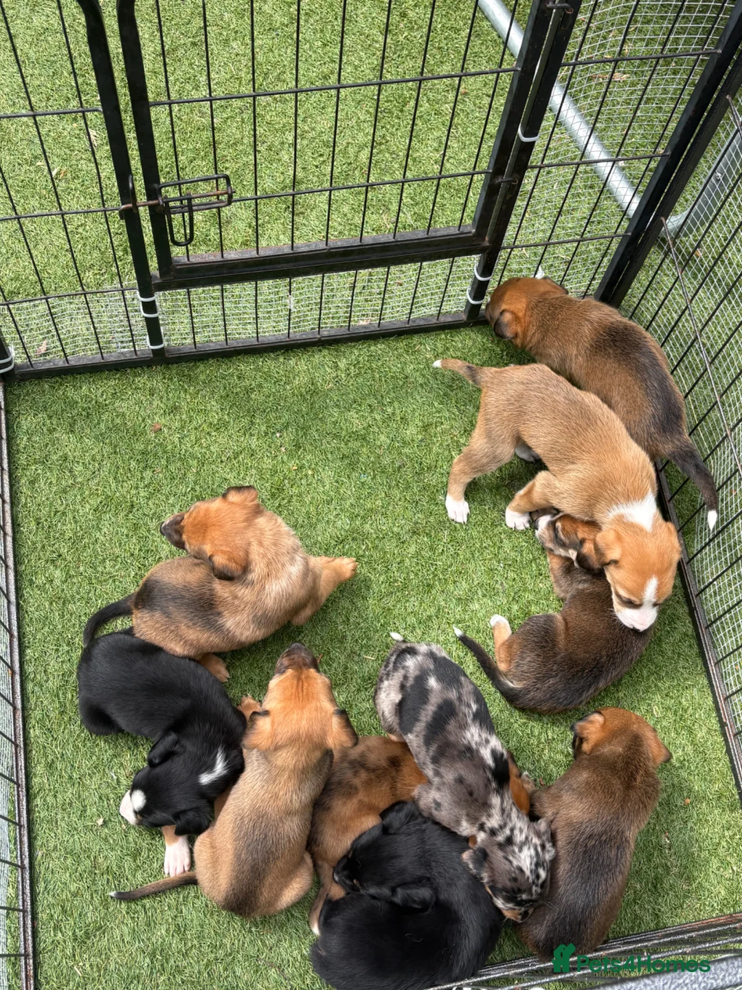 Mixed Breed dogs for sale: 9 amazing puppy’s 😍🩵💜 - Advert 12