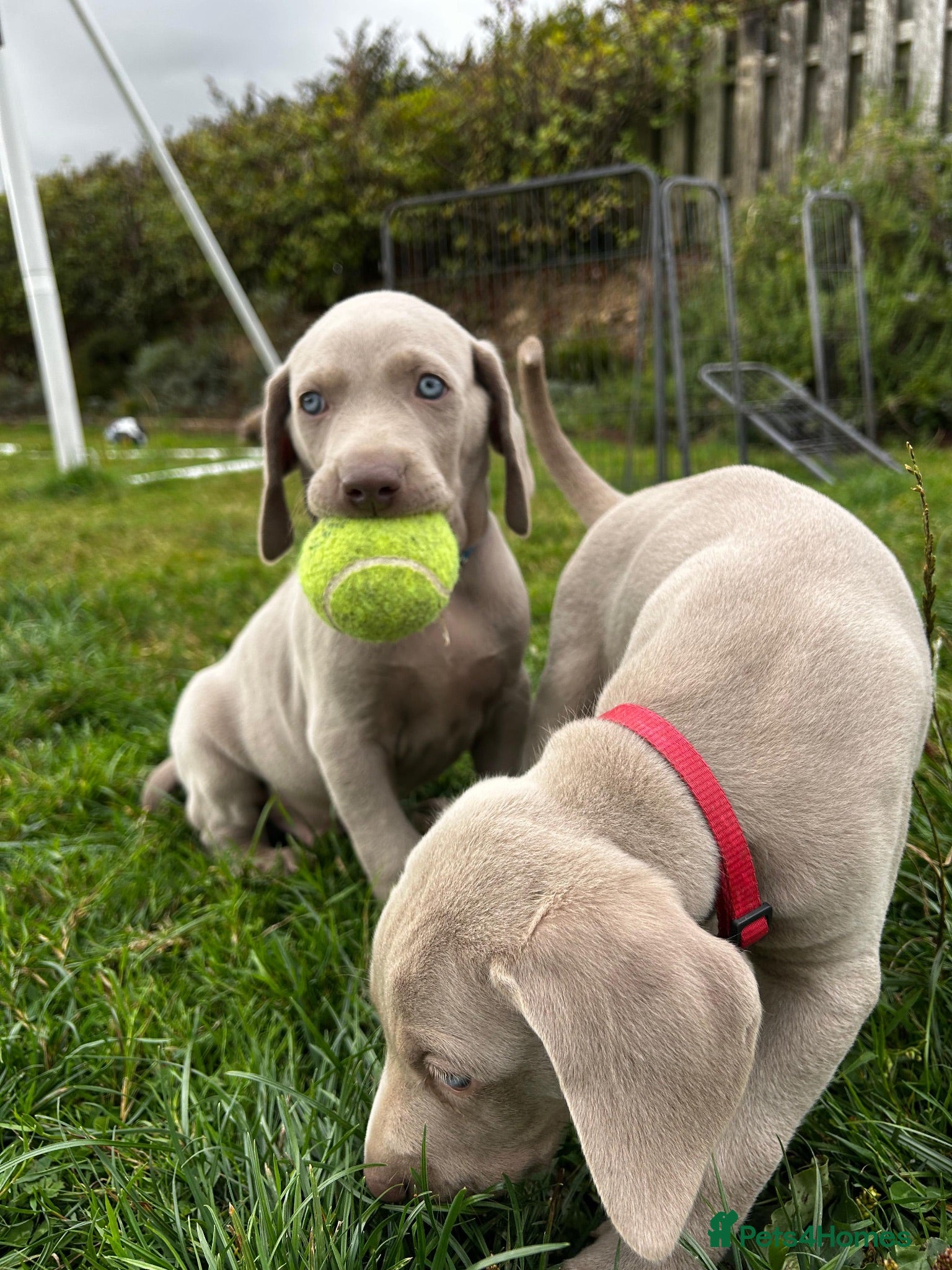 Weimaraner dogs Long & Short Haired Weimaraner KC reg - Advert 7