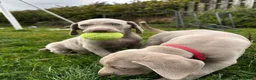 Weimaraner dogs for sale: Long & Short Haired Weimaraner KC reg - Advert 8