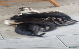 Mixed Breed cats for sale: 5 beautiful kittens - Image 18