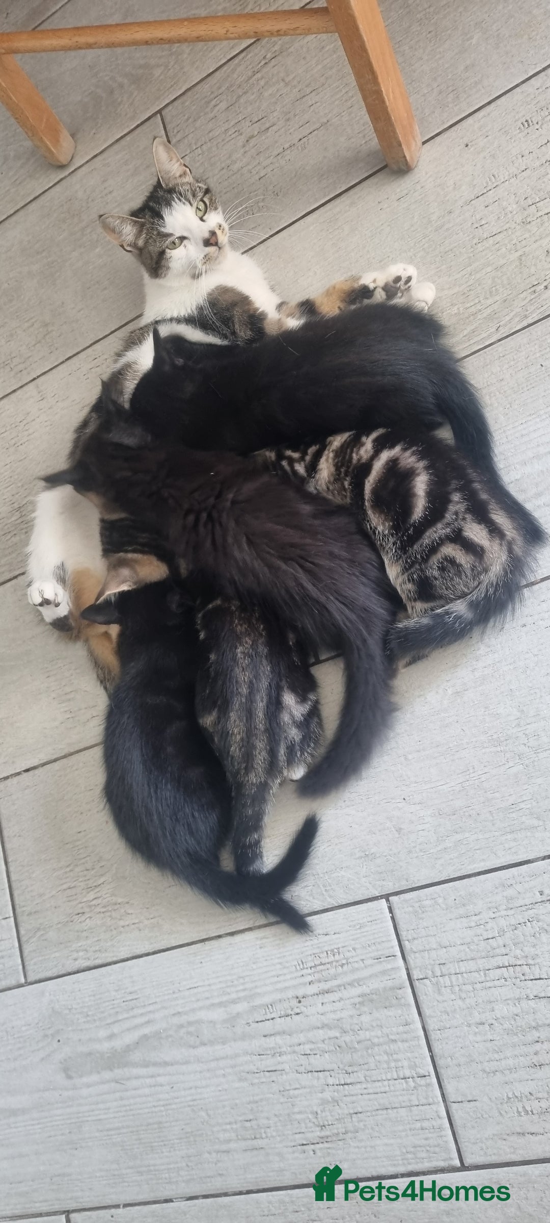 Mixed Breed cats for sale: 5 beautiful kittens - Image 18