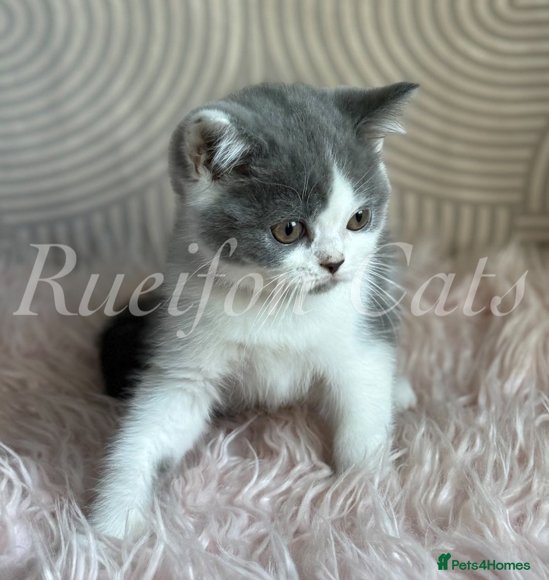 British Shorthair cats for sale: GCCF registered retired very friendly Queen  - Advert 3