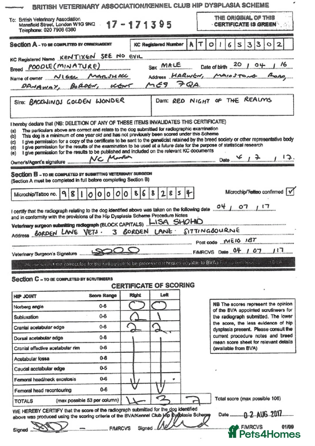 Miniature Poodle dogs for stud: KC health tested by 5* breeder / police K9 trainer - Advert 7