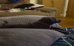Staffordshire Bull Terrier dogs for sale: REDUCED * Kc registered Staffordshire blue terrier - Image 29