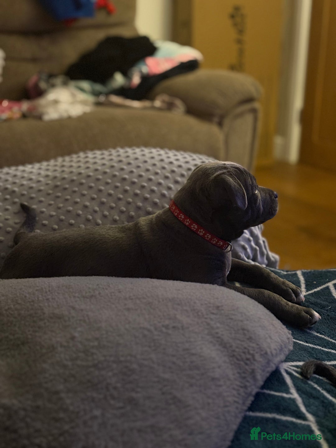 Staffordshire Bull Terrier dogs for sale: REDUCED * Kc registered Staffordshire blue terrier - Image 29
