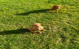 Hungarian Vizsla dogs for sale: 2 female Hungarian vizslas 17 weeks old - Image 5