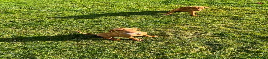 Hungarian Vizsla Puppy 2