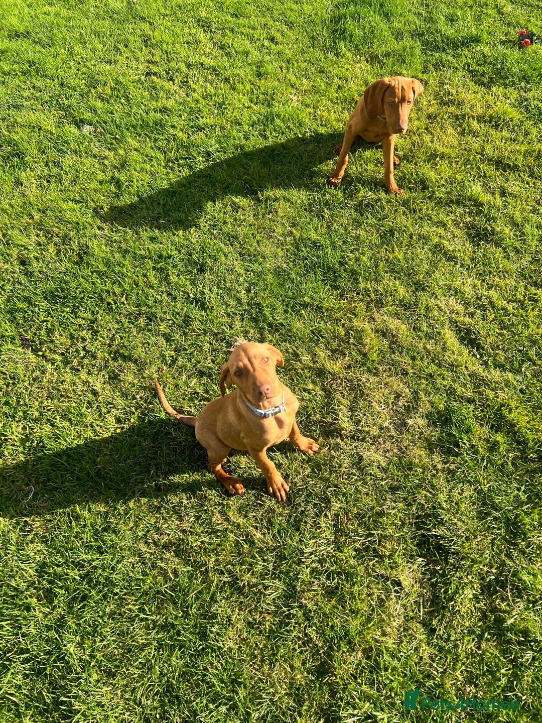 Hungarian Vizsla dogs for sale: 2 female Hungarian vizslas 17 weeks old - Image 5