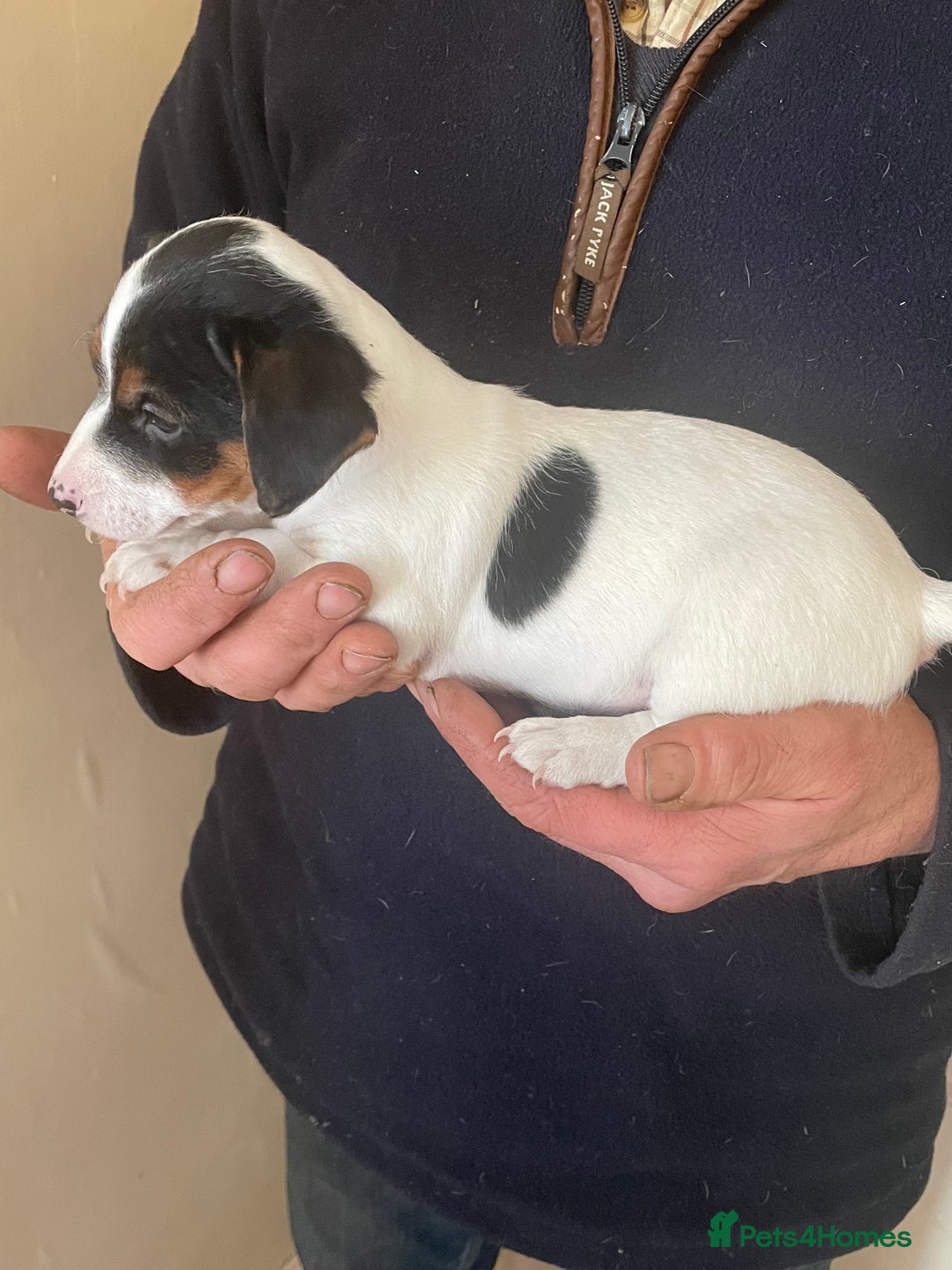 Jack Russell dogs for sale: Jack Russell Puppies  - Advert 2