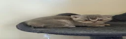 British Shorthair cats for sale: British Shorthair  - Advert 22