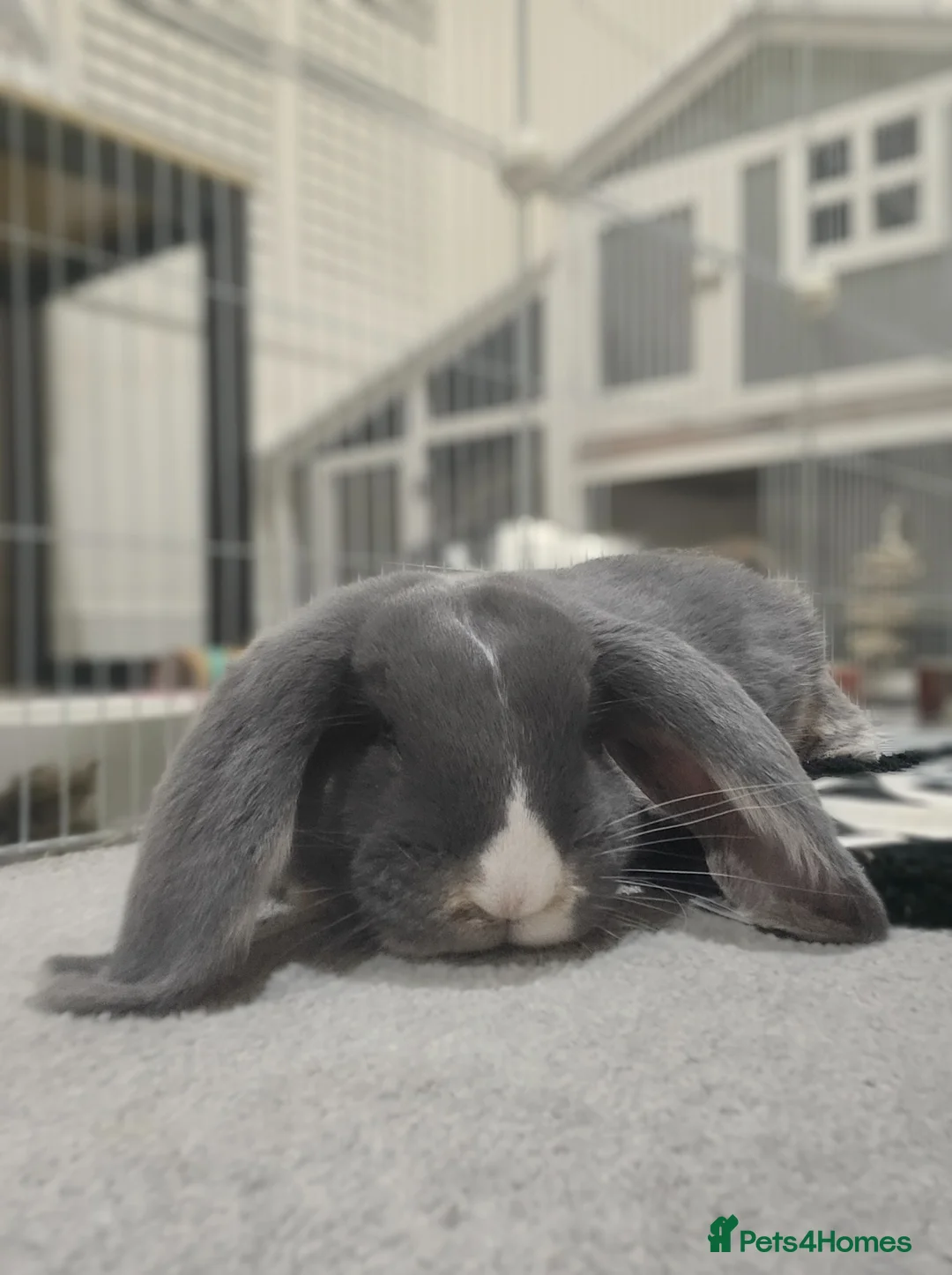 French Lop rabbits for sale: French Lop Doe 4 Months Old - Advert 2