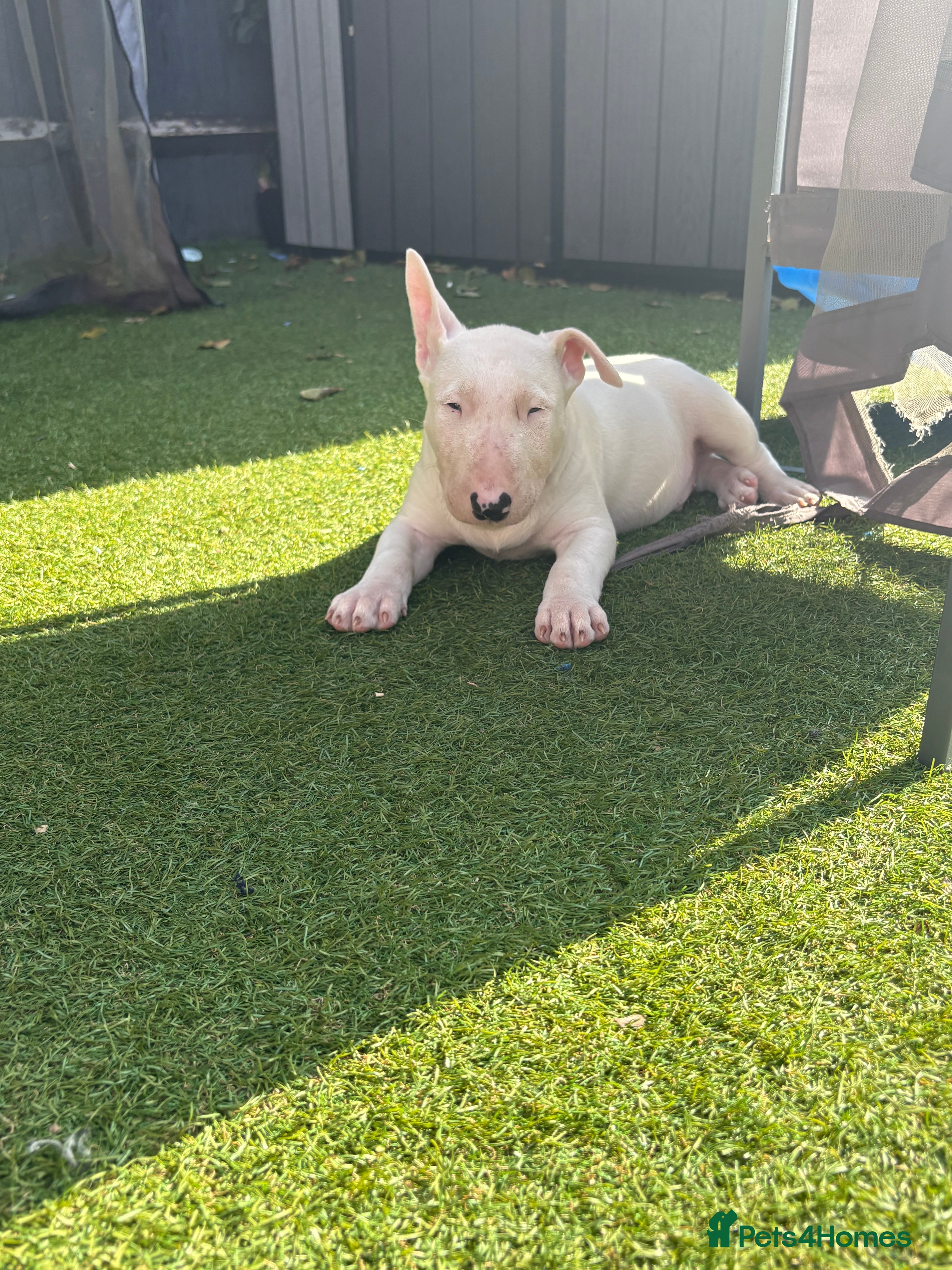 English Bull Terrier dogs English bull terrier puppies  - Advert 4
