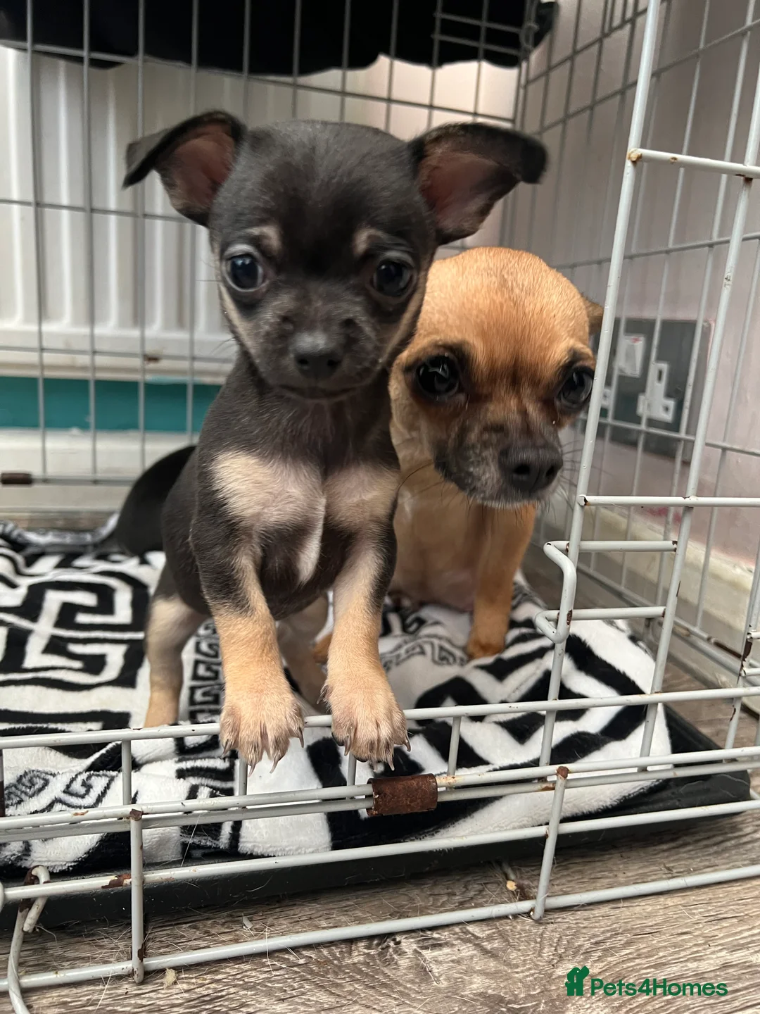 Chihuahua dogs for sale: Full breed chihuahua lovely puppies  - Advert 4