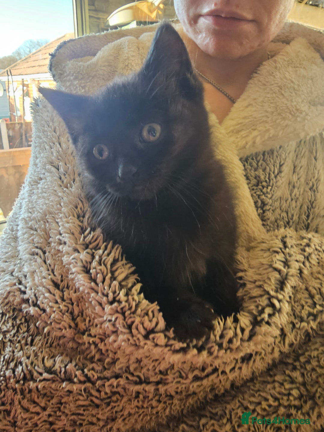 Mixed Breed cats for sale: 4 black kittens  - Advert 3