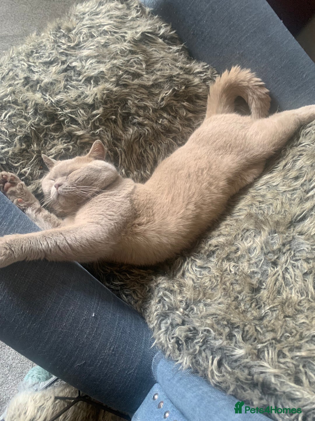 Mixed Breed cats for sale: Part Persian  - Image 24
