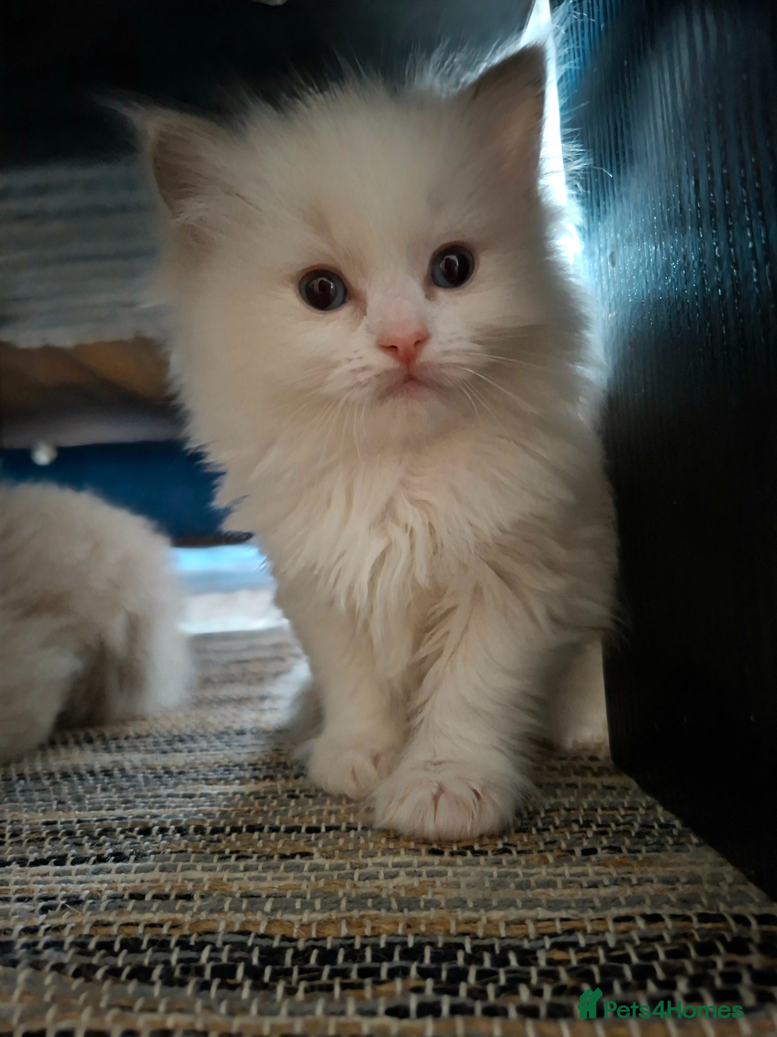 Ragdoll cats Only 2 Ragdoll Girls Left – Ready to Reserve - Advert 1