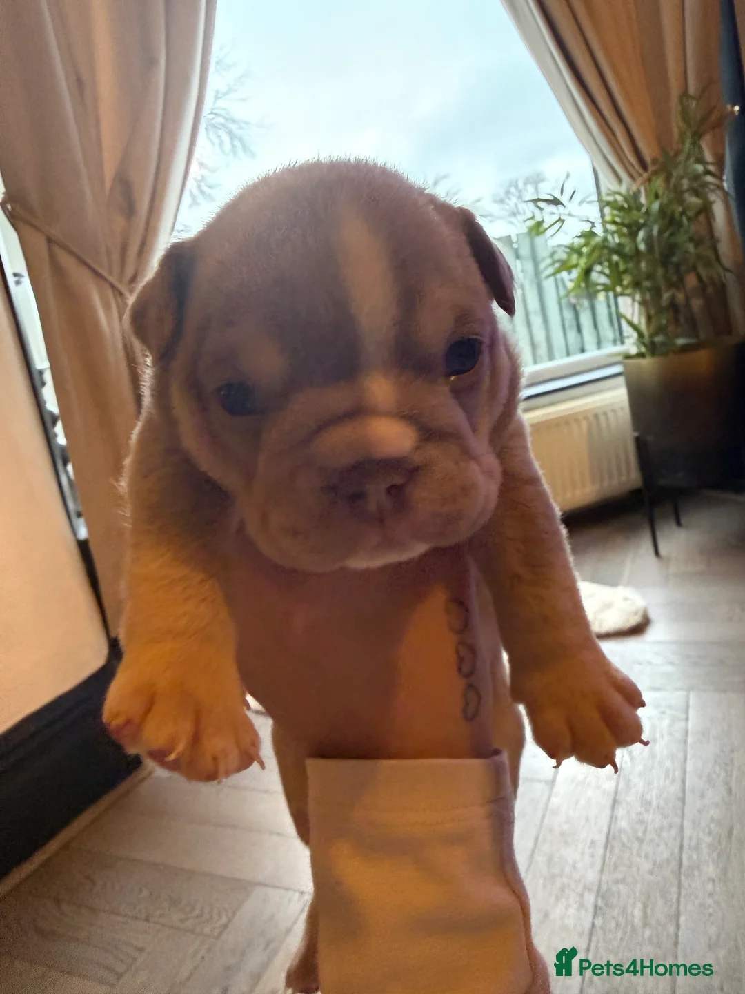 English Bulldog dogs for sale: Brown tan bull dogs  - Advert 2