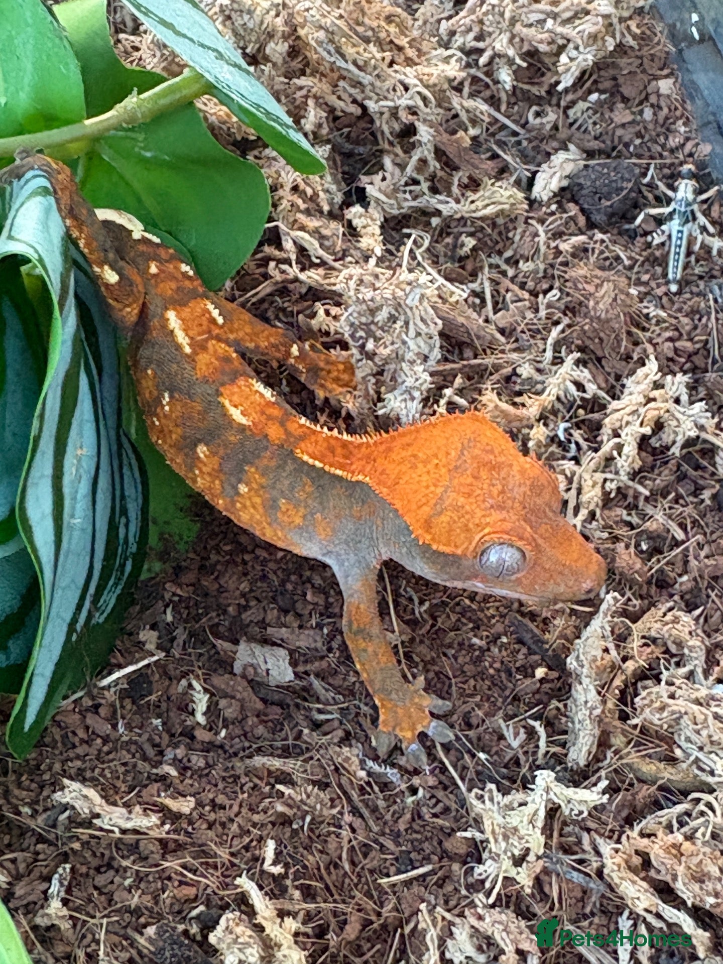Gecko reptiles Crested Gecko and full bio tank 10 months old - Advert 1
