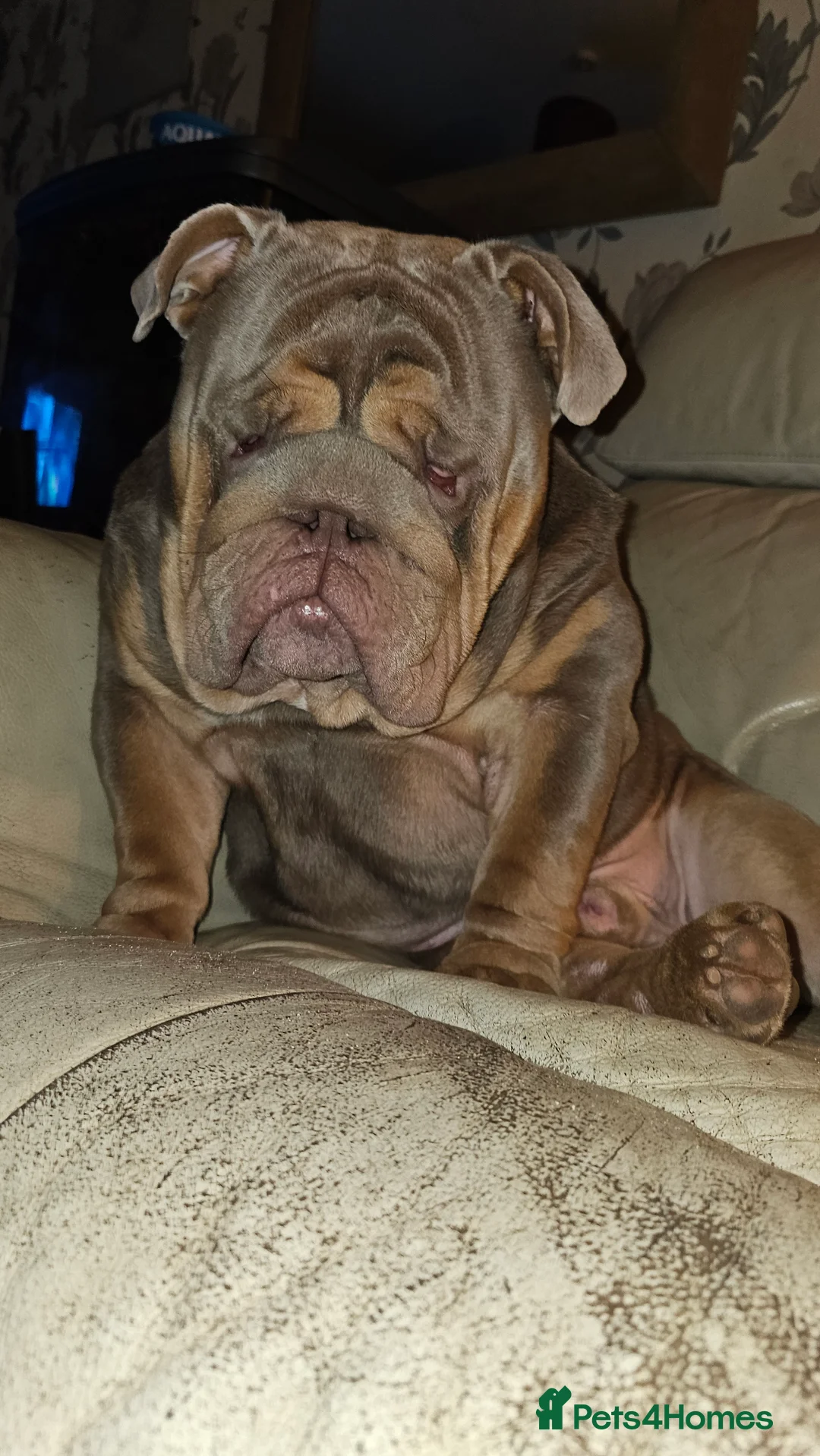 English Bulldog dogs for stud: Large full suit lilac Bulldog at stud. in Helensburgh - Advert 8