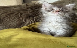 Maine Coon cats for sale: BEAUTIFUL PURE BREED MAINE COON KITTENS  - Image 10
