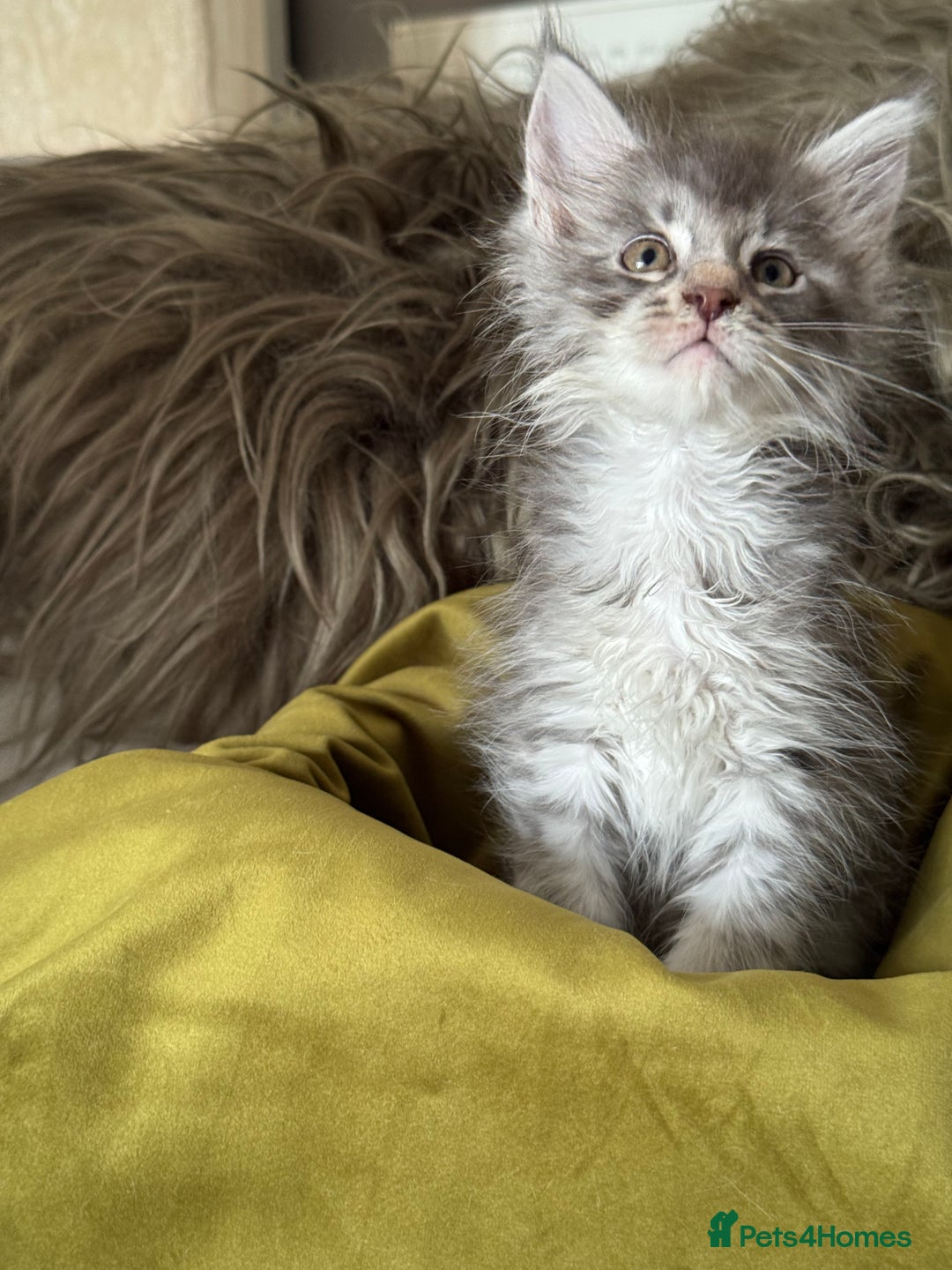 Maine Coon cats for sale: BEAUTIFUL PURE BREED MAINE COON KITTENS  - Image 10