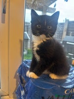 Mixed Breed cats - Advert 8