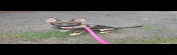Mixed Breed dogs for sale: Beautiful German shepherd - Advert 1