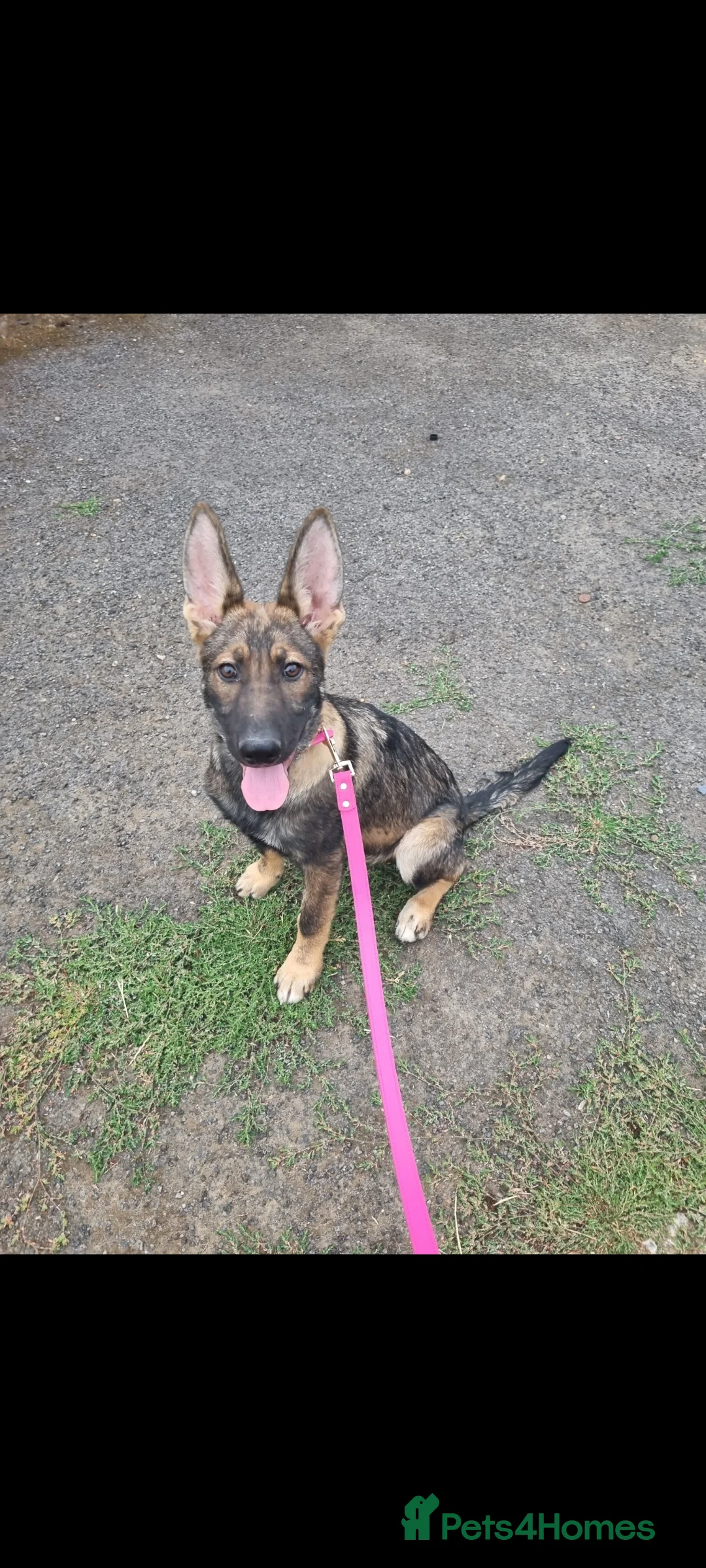 Mixed Breed dogs for sale: Beautiful German shepherd - Advert 1