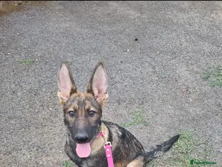 Mixed Breed dogs Beautiful German shepherd - Advert 1