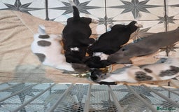 Dachshund dogs for sale: KC Registered Shorthaired dachshunds  - Image 30