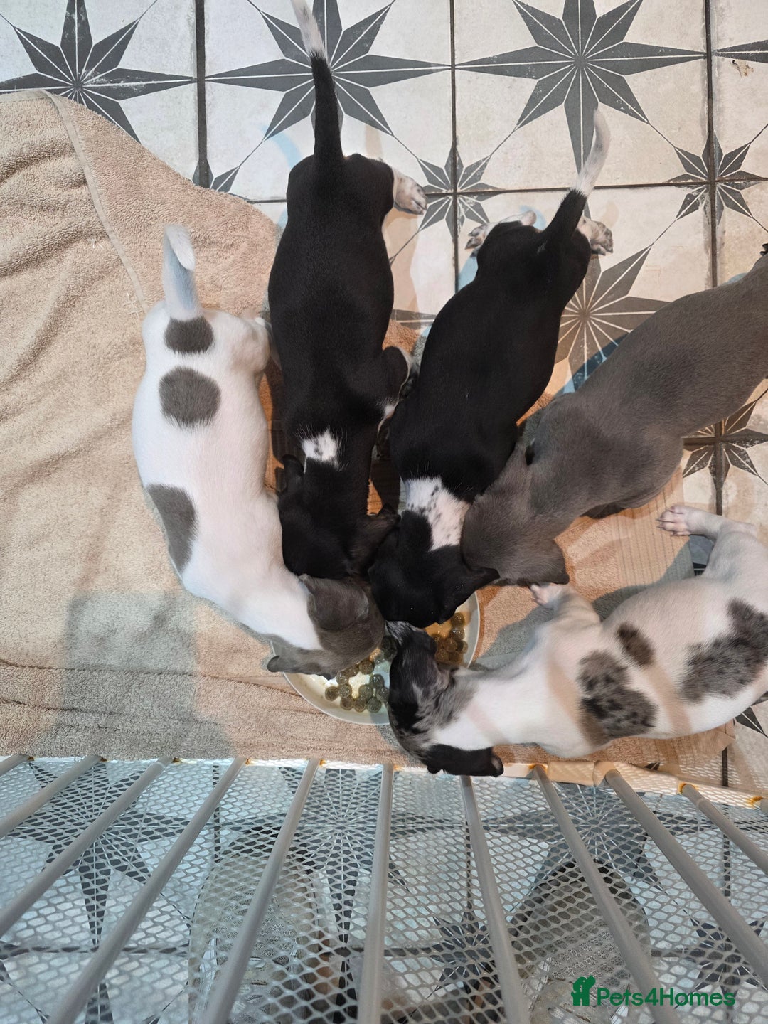 Dachshund dogs for sale: KC Registered Shorthaired dachshunds  - Image 30