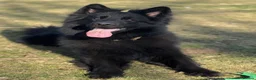 German Shepherd dogs for stud: Black german shepherd stud dog  in Aberdeen - Advert 4