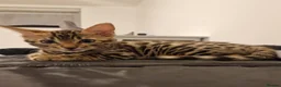 Bengal cats for sale: Beautiful Bengal Kitten - Advert 6