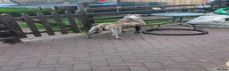 Mixed Breed dogs for sale: Bull mastiff X  - Advert 4