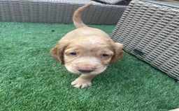 Cocker Spaniel dogs for sale: Beautiful Family-Raised Cockers – Aug 11 Ready - Image 12