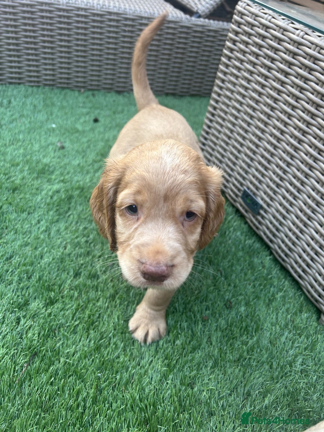 Cocker Spaniel dogs for sale: Beautiful Family-Raised Cockers – Aug 11 Ready - Image 12