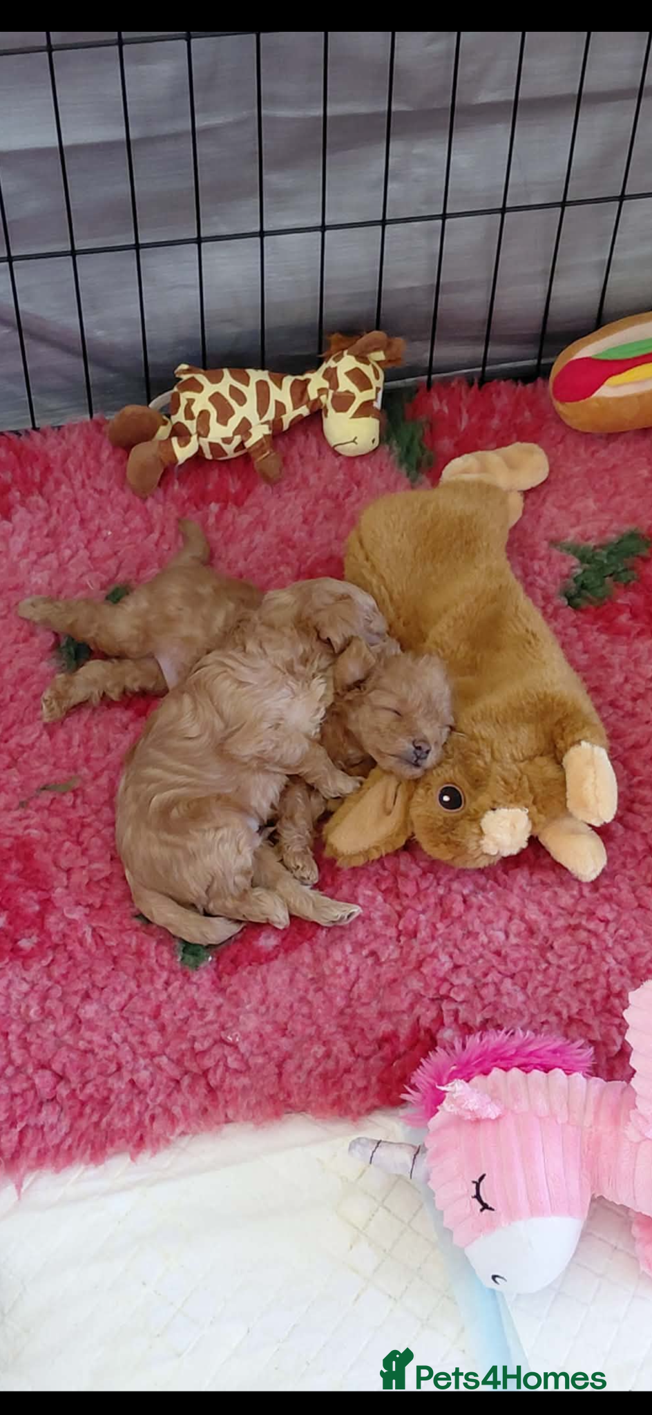 Schnoodle dogs F2B Miniature Schnoodle/Toy Poodle Pups For Sale - Advert 1