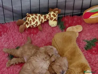 Schnoodle dogs F2B Miniature Schnoodle/Toy Poodle Pups For Sale - Advert 1