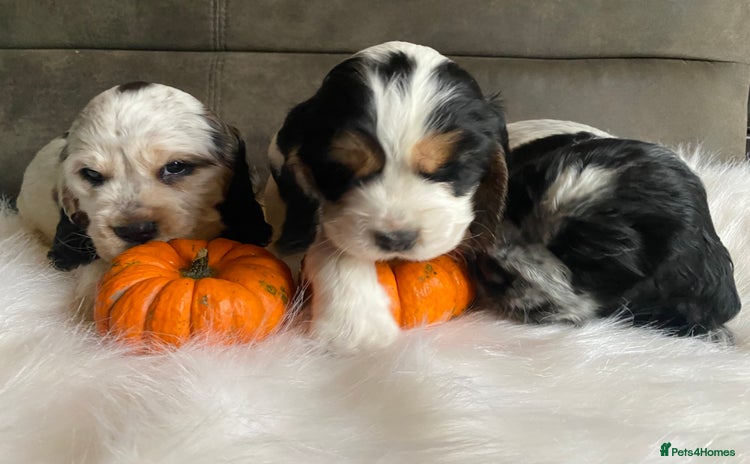 Cocker Spaniel dogs - Advert 14