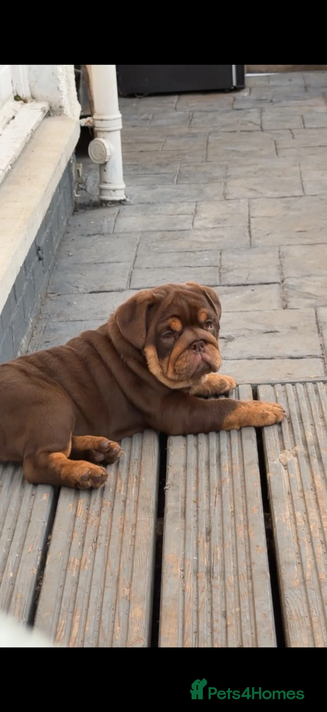 English Bulldog dogs for sale: Gorgeous chocolate & tan female puppy for sale  - Advert 1