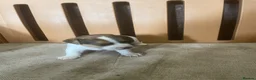 Jack Russell dogs for stud: Jack Russell Stud Dog  - Advert 6