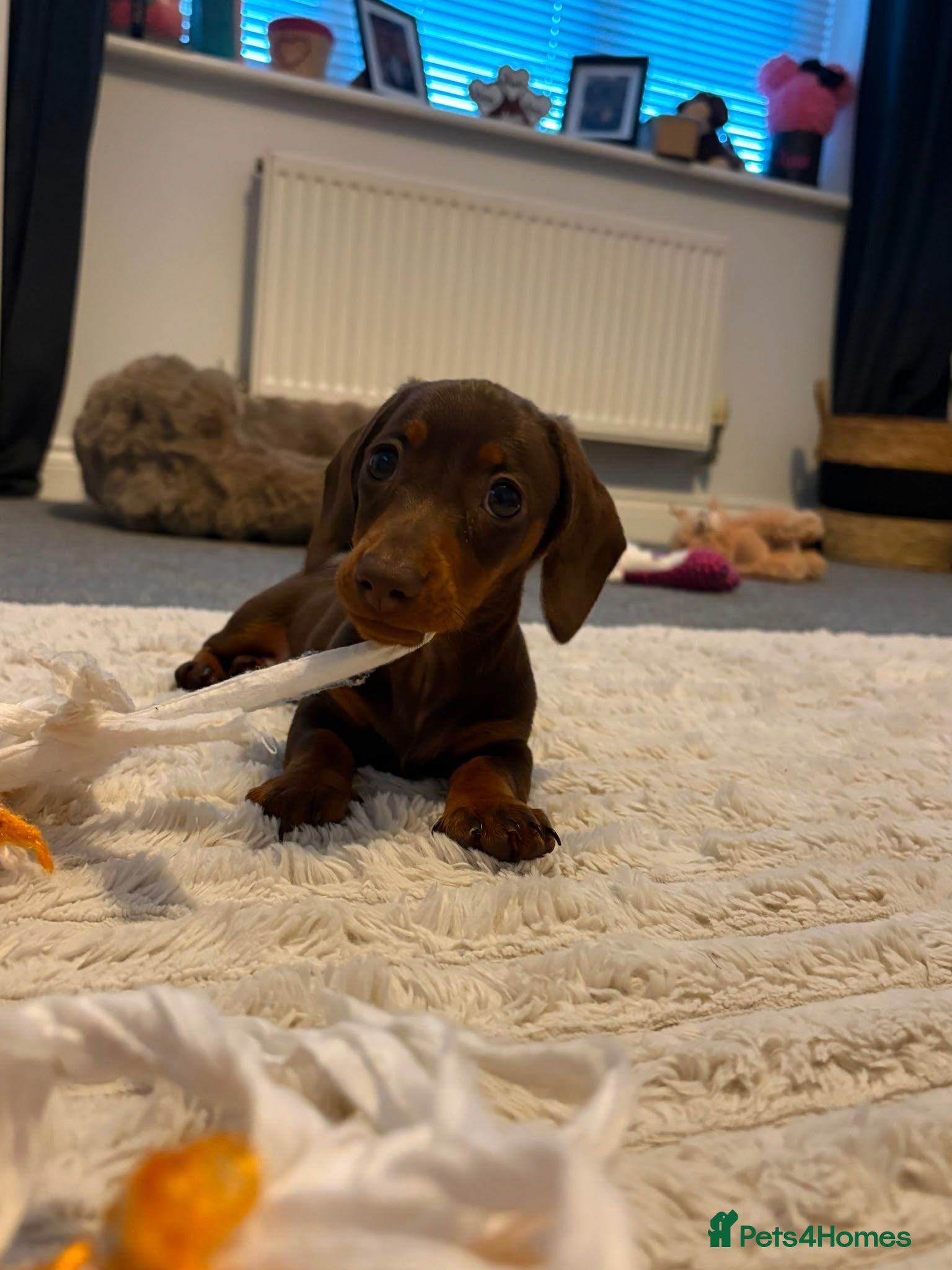 Miniature Dachshund dogs Beautiful miniature dachshund puppies - Advert 18
