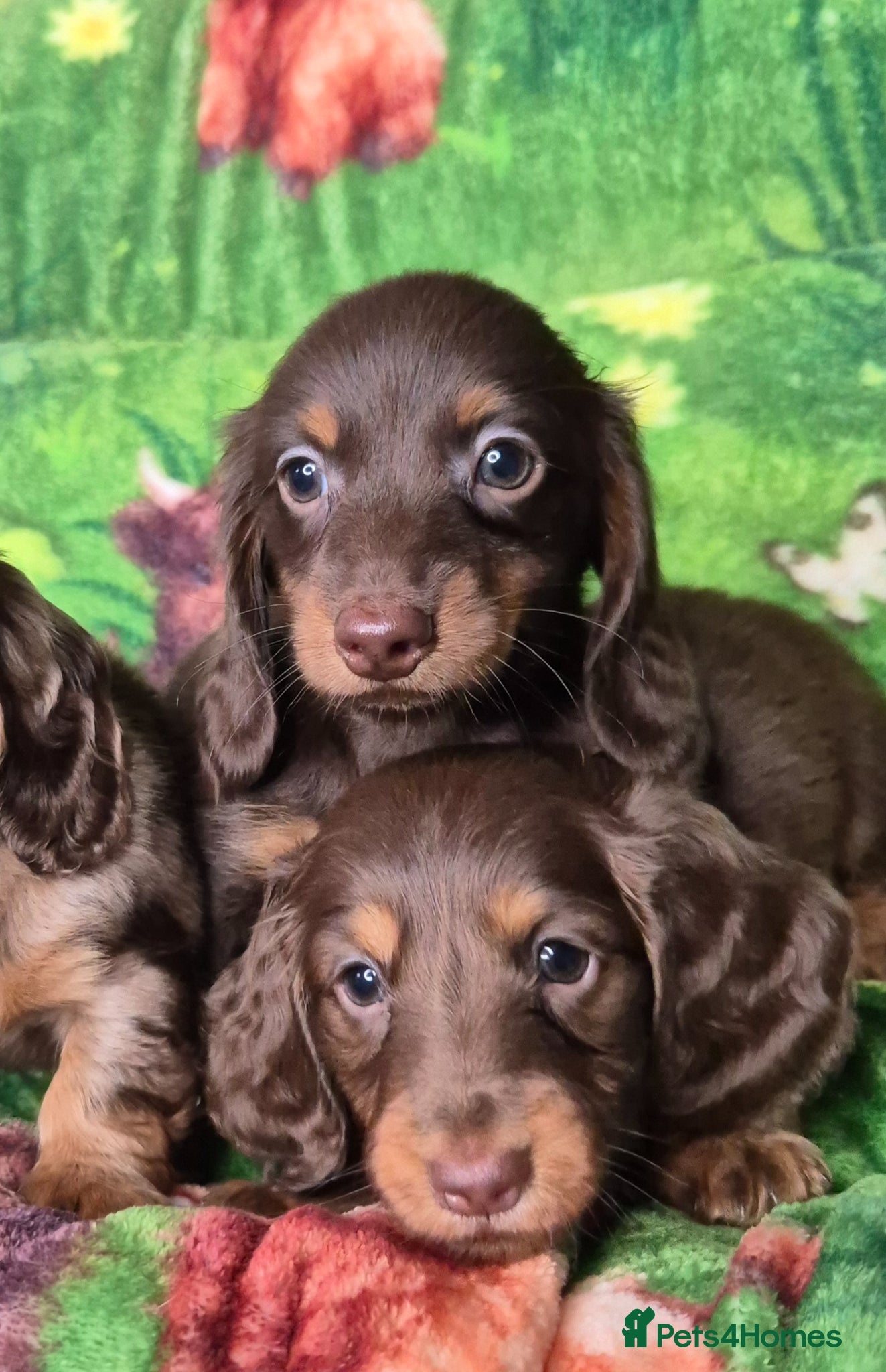 Miniature Dachshund dogs ⚜️KC PRA clear TINY Miniature dachshund puppies  - Advert 2