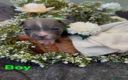Staffordshire Bull Terrier dogs for sale: Stunning Staff Puppies  - Image 5