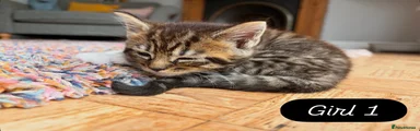 Maine Coon 3