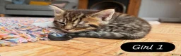 Maine Coon cats for sale: Maine Coon mixed kittens  - Advert 13