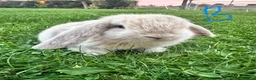 Mini Lop rabbits for sale: Mini Lop Rabbits For Sale  - Advert 12