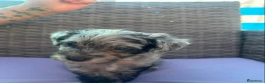 Yorkiepoo 1