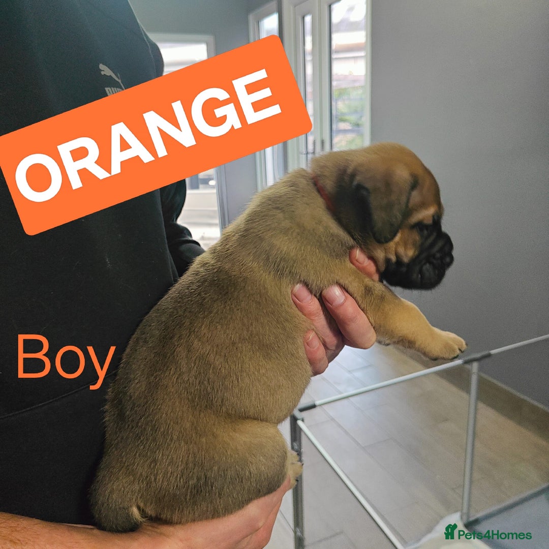 Mixed Breed dogs for sale: Dogue de Bordeaux cross presa canario  - Advert 3